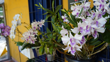  El Orquideorama: un espacio único para conectarte con la naturaleza, realizar reuniones, exposiciones y conferencias