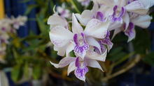  El Orquideorama: un espacio único para conectarte con la naturaleza, realizar reuniones, exposiciones y conferencias
