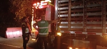 Operativos previos al ‘Petronio Álvarez’: Dagma y Policía Ambiental intensifican labores contra el tráfico de flora y fauna silvestre