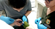 Avanzan los operativos de control al tráfico de fauna: 1.970 animales silvestres han ingresado en 2024 al Hogar de Paso del Dagma