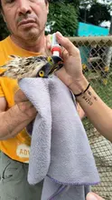 Un águila coronada afectada por perdigones fue rescatada en el parque  El Ingenio: ya está en el Hogar de Paso del Dagma