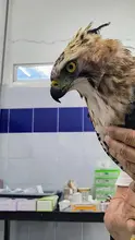 Un águila coronada afectada por perdigones fue rescatada en el parque  El Ingenio: ya está en el Hogar de Paso del Dagma