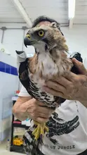 Un águila coronada afectada por perdigones fue rescatada en el parque  El Ingenio: ya está en el Hogar de Paso del Dagma