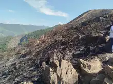 Incendio en Bataclán causó la pérdida de más de siete hectáreas de cobertura vegetal y el desplazamiento de fauna silvestre: Dagma
