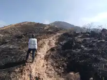 Incendio en Bataclán causó la pérdida de más de siete hectáreas de cobertura vegetal y el desplazamiento de fauna silvestre: Dagma