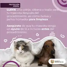 Del 27 al 31 de agosto, participa en las jornadas de esterilización de mascotas  