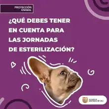 Del 27 al 31 de agosto, participa en las jornadas de esterilización de mascotas  