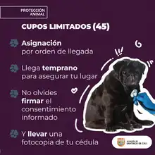 Del 27 al 31 de agosto, participa en las jornadas de esterilización de mascotas  