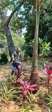Con 30 nuevos jardines, avanza el plan de recuperación ambiental previo a la COP16