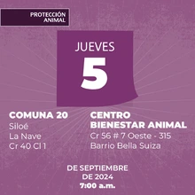 Protección Animal de Cali anuncia la semana de esterilización masiva: todos los días, del 3 al 7 de septiembre, se realizarán dos jornadas simultáneas