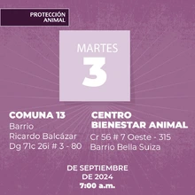 Protección Animal de Cali anuncia la semana de esterilización masiva: todos los días, del 3 al 7 de septiembre, se realizarán dos jornadas simultáneas