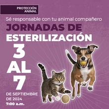 Protección Animal de Cali anuncia la semana de esterilización masiva: todos los días, del 3 al 7 de septiembre, se realizarán dos jornadas simultáneas