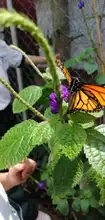 Un aula viva: la conservación de mariposas en la Normal Superior Farallones de Cali
