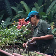 Con la reproducción de más de 43 mil plantas, avanzan en Cali los trabajos de ajardinamiento y renaturalización   