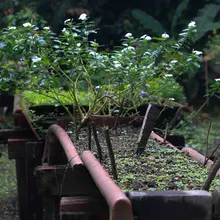 Con la reproducción de más de 43 mil plantas, avanzan en Cali los trabajos de ajardinamiento y renaturalización   