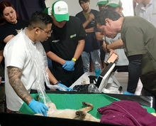 Dagma fortalece alianzas estratégicas con autoridades ambientales  regionales para atender y proteger la fauna silvestre