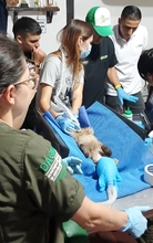 Dagma fortalece alianzas estratégicas con autoridades ambientales  regionales para atender y proteger la fauna silvestre