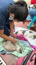 ¡Jornadas de Esterilización Gratuitas en Cali! 
