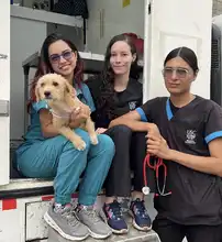 ¡Jornadas de Esterilización Gratuitas en Cali! 