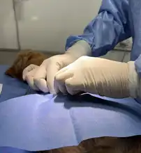 ¡Jornadas de Esterilización Gratuitas en Cali! 