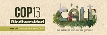 Cali esfuerzo global