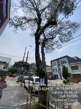 Intentan envenenar un árbol de guayacán en el barrio Tequendama: autoridades ambientales le hacen seguimiento al caso  