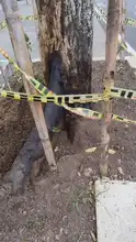 Intentan envenenar un árbol de guayacán en el barrio Tequendama: autoridades ambientales le hacen seguimiento al caso  