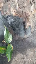 Intentan envenenar un árbol de guayacán en el barrio Tequendama: autoridades ambientales le hacen seguimiento al caso  