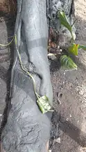 Intentan envenenar un árbol de guayacán en el barrio Tequendama: autoridades ambientales le hacen seguimiento al caso  