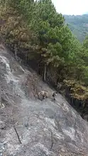 Dagma inició labores para recuperar áreas afectadas por los incendios  forestales en Los Andes