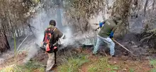 Dagma inició labores para recuperar áreas afectadas por los incendios  forestales en Los Andes