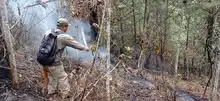 Dagma inició labores para recuperar áreas afectadas por los incendios  forestales en Los Andes