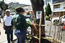 En excelente estado de salud  se encuentra el Guayacán del barrio Tequendama
