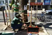 En excelente estado de salud  se encuentra el Guayacán del barrio Tequendama
