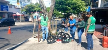 En excelente estado de salud  se encuentra el Guayacán del barrio Tequendama