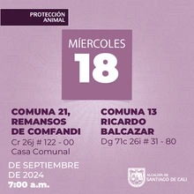 Jornadas de esterilización gratuita en Santiago de Cali continúan esta semana en diferentes comunas
