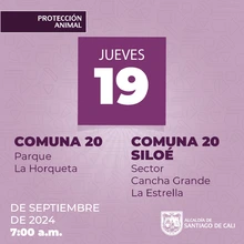 Jornadas de esterilización gratuita en Santiago de Cali continúan esta semana en diferentes comunas