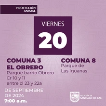 Jornadas de esterilización gratuita en Santiago de Cali continúan esta semana en diferentes comunas