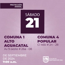 Jornadas de esterilización gratuita en Santiago de Cali continúan esta semana en diferentes comunas