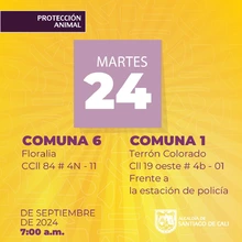 Protección Animal anuncia semana de esterilizaciones gratuitas en Cali
