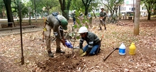 Dagma realiza reposición de árboles talados y controles a la especie invasora Leucaena