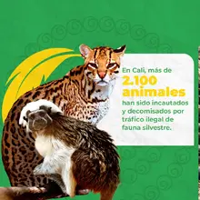 Rompe la cadena: di “no” al tráfico ilegal de flora y fauna