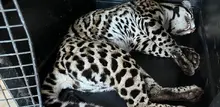 Dagma recuperó un tigrillo que se encontraba cautivo en un conjunto  residencial al sur de Cali