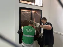 Dagma recuperó un tigrillo que se encontraba cautivo en un conjunto  residencial al sur de Cali