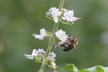 Estudiantes de colegios públicos y privados pueden participar del concurso  de fotografía ‘La Escuela: Captura la Biodiversidad’