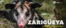 Zarigueya 
