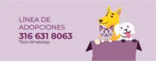 Adopciones 