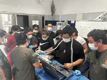 Tras dos meses de recuperación, el águila coronada herida con perdigones logró rehabilitarse en el Hogar de Paso del Dagma y será liberada