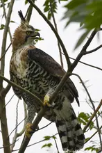 El águila ‘Kali’ retornó a su hábitat natural en la ‘sucursal del cielo’