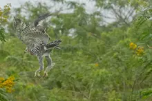 Delio Orjuela, un guardián de la biodiversidad en Cali